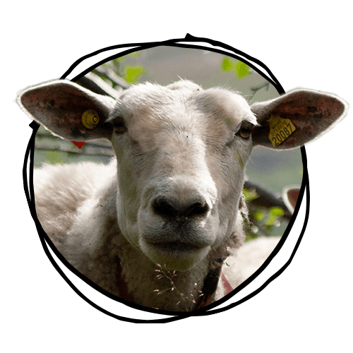 Sheep wool